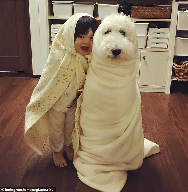 Best friends: One snap shows the grandchildren having fun with the poodles, as they wrap themselves in blankets