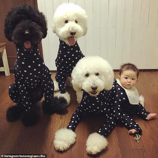 Spot the difference! Another snap shows the trio of pooches and a grandchild wearing matching polka dot suits