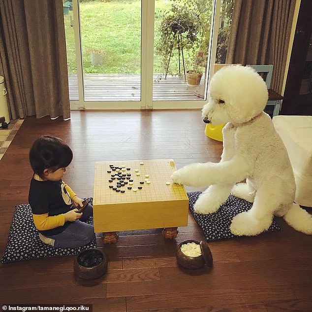Game on! Mamechan challenges one of the poodles at the shogi board that belonged to the grandmother