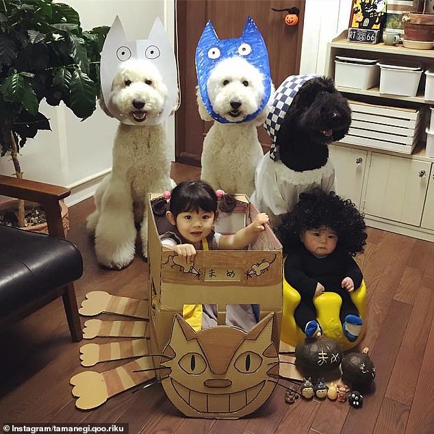 Poodle playtime! One photo shows the grandchildren and poodles dressed up as characters, while sitting around a cardboard cat