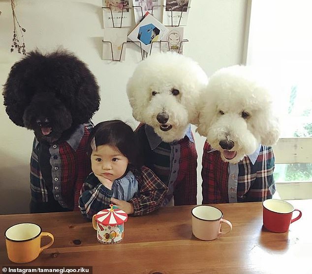 Matchy matchy! Another adorable photo shows the poodles coordinating their outfits with Mamechan, as they gather their mugs for a drink