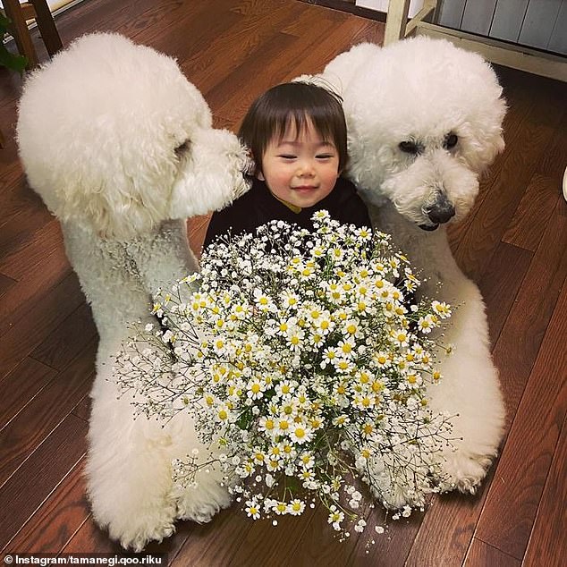 In full bloom! A snap taken in spring shows one grandchild holding white flowers, while sat between two white poodles