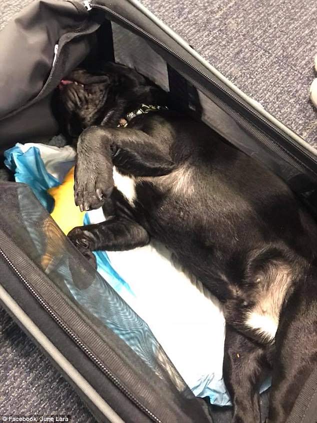 No way: She claimed the flight attendant wanted her to put the pup in his carrier in the overhead bin, an 