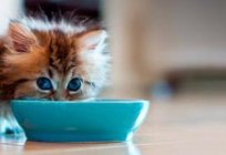 Go! (cat food) - perfect food for Pets