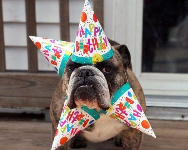 Funny happy birthday pictures - funny birthday pics