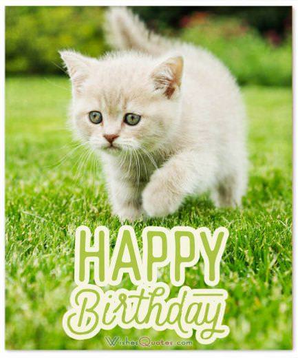 Happy Birthday Wish with Cute Cat - Birthday Wishes for Friends
