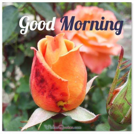 Good Morning with roses - Good morning messages, quotes and images